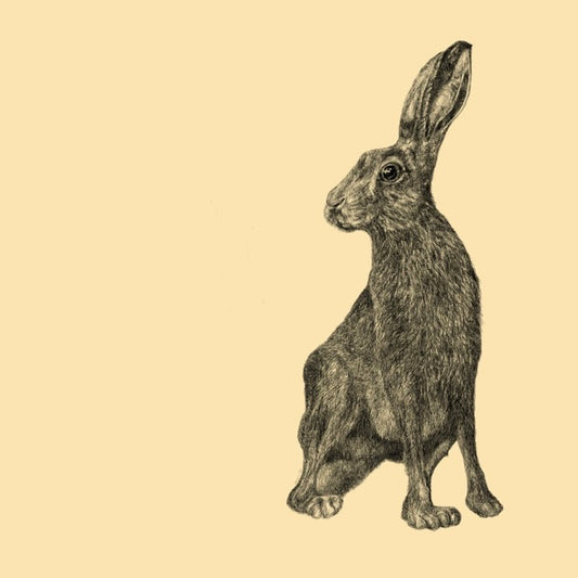 Illustration of a sitting hare with a plain cream coloured background